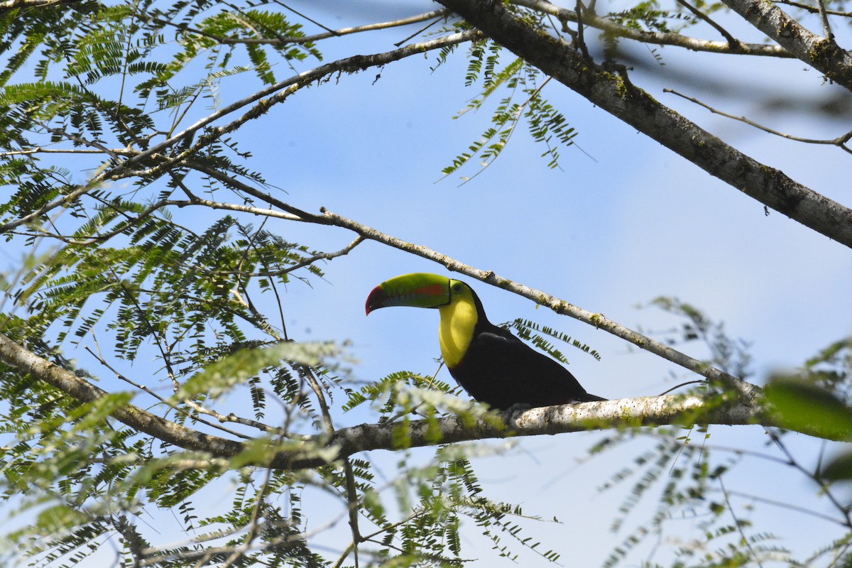 Тукан жовтогорлий - ML646468456