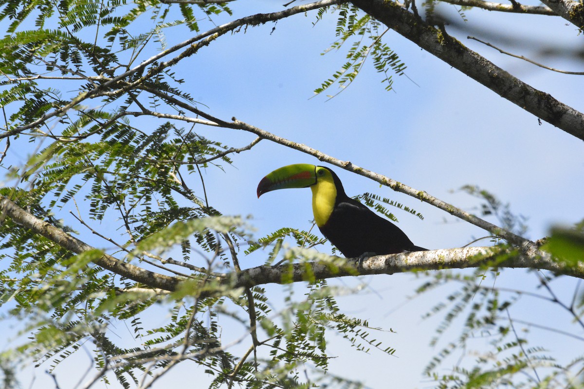 Тукан жовтогорлий - ML646468457