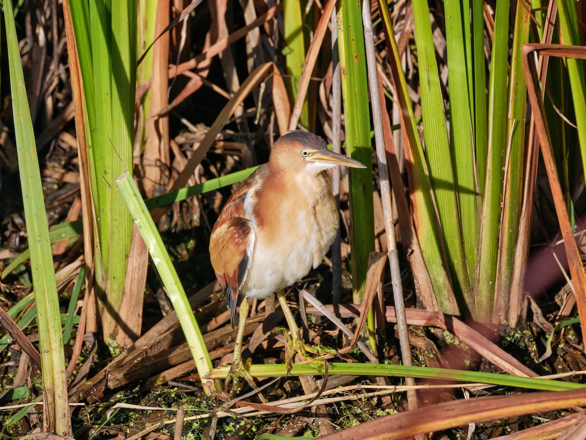 Least Bittern - ML646468463