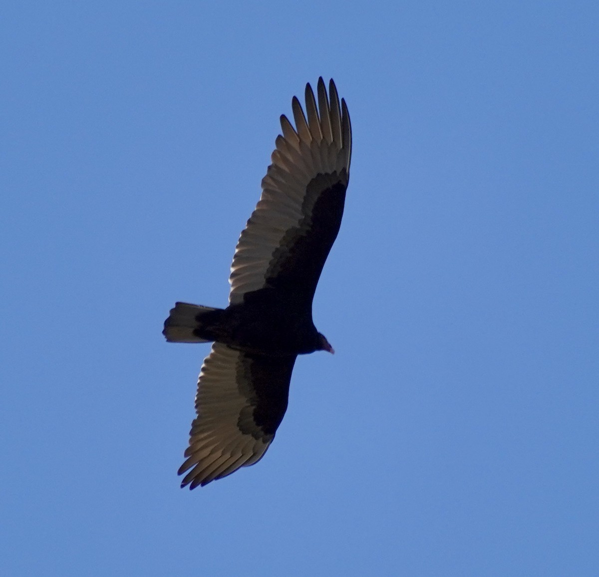 Turkey Vulture - ML646468464