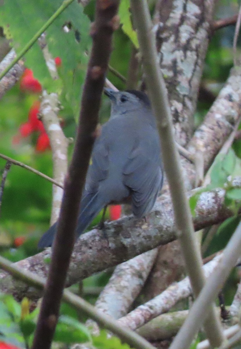 Gray Catbird - ML646468468
