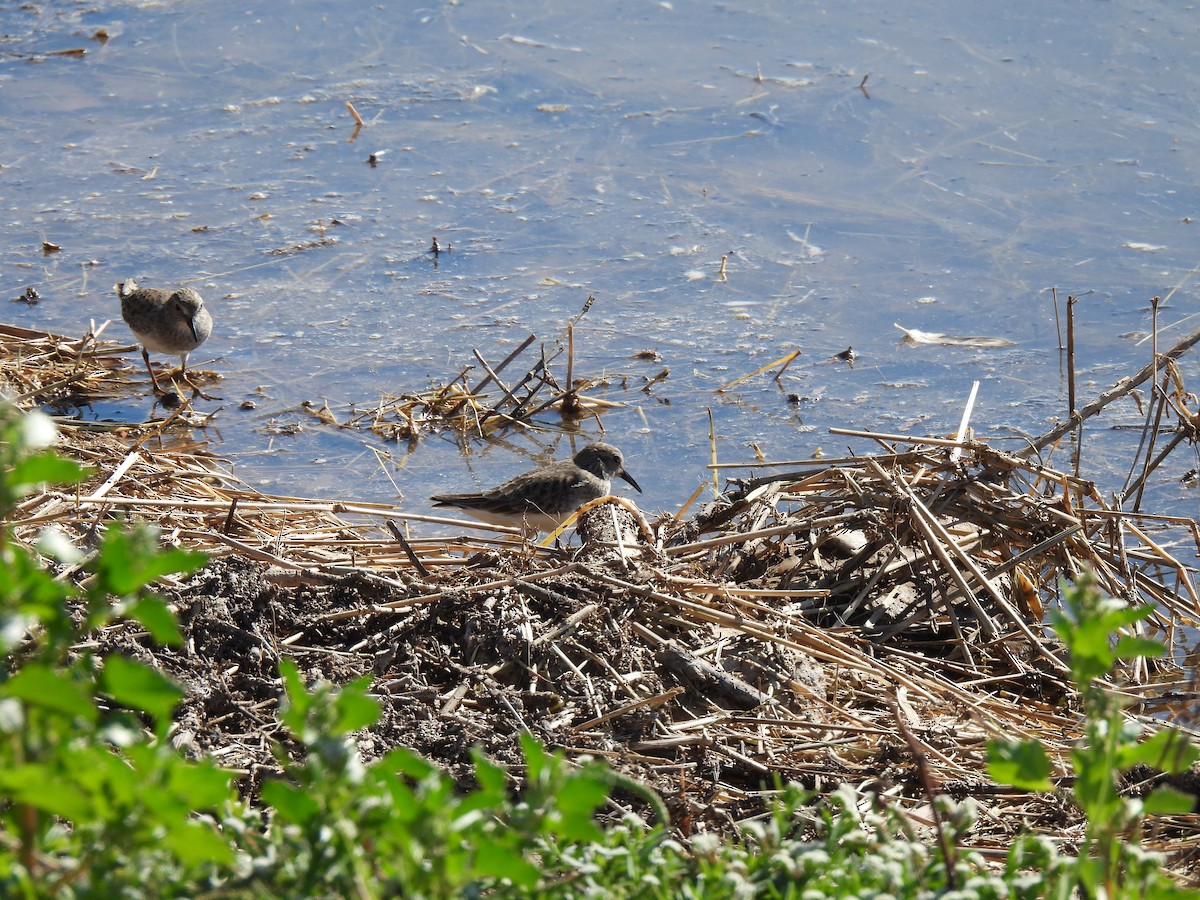 Least Sandpiper - ML646468471