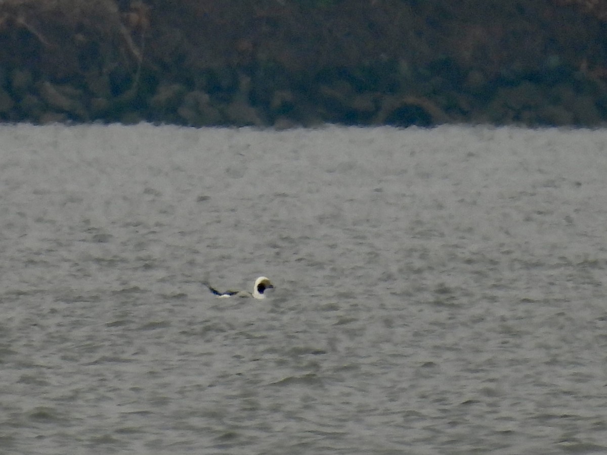 Long-tailed Duck - ML646468472
