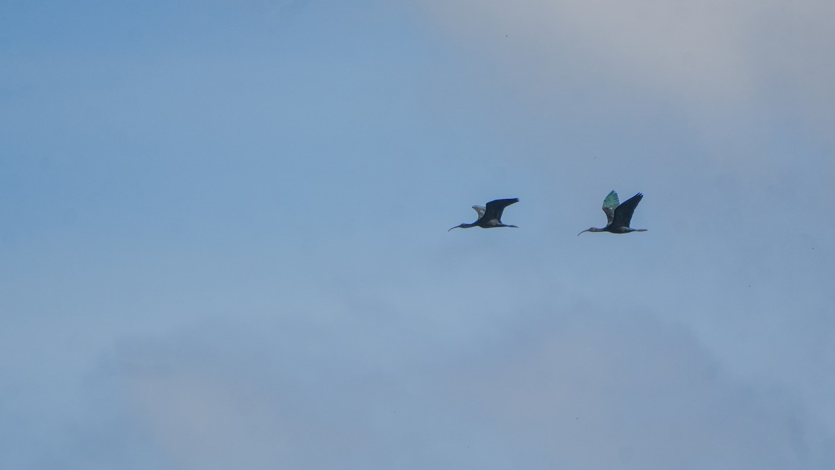 Glossy Ibis - ML646468473