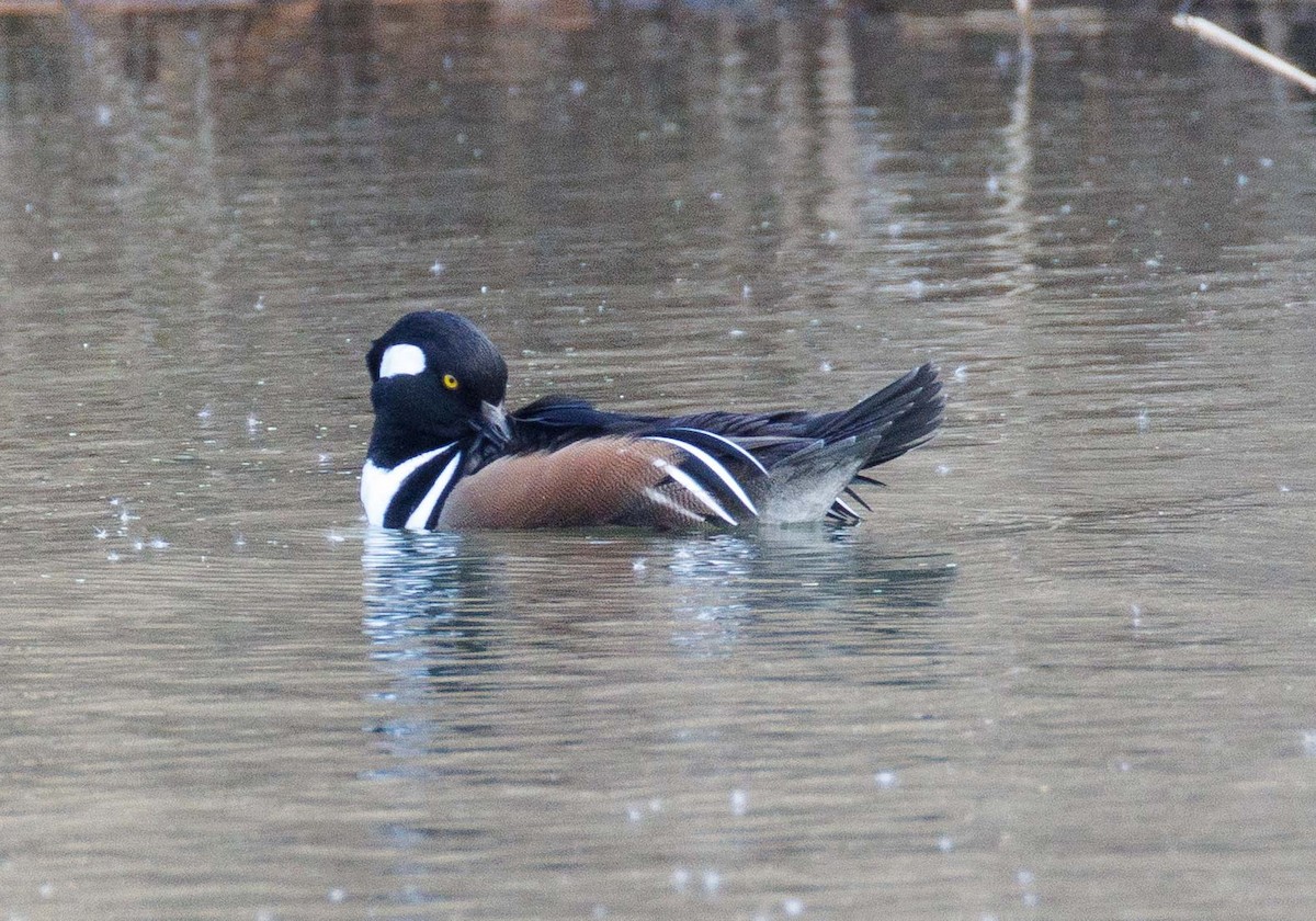 Hooded Merganser - ML646468475