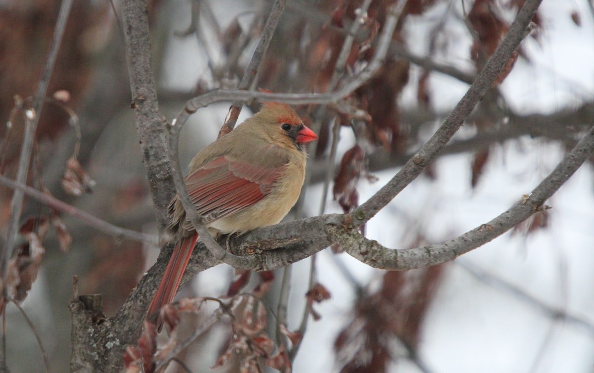 Rotkardinal - ML646468476