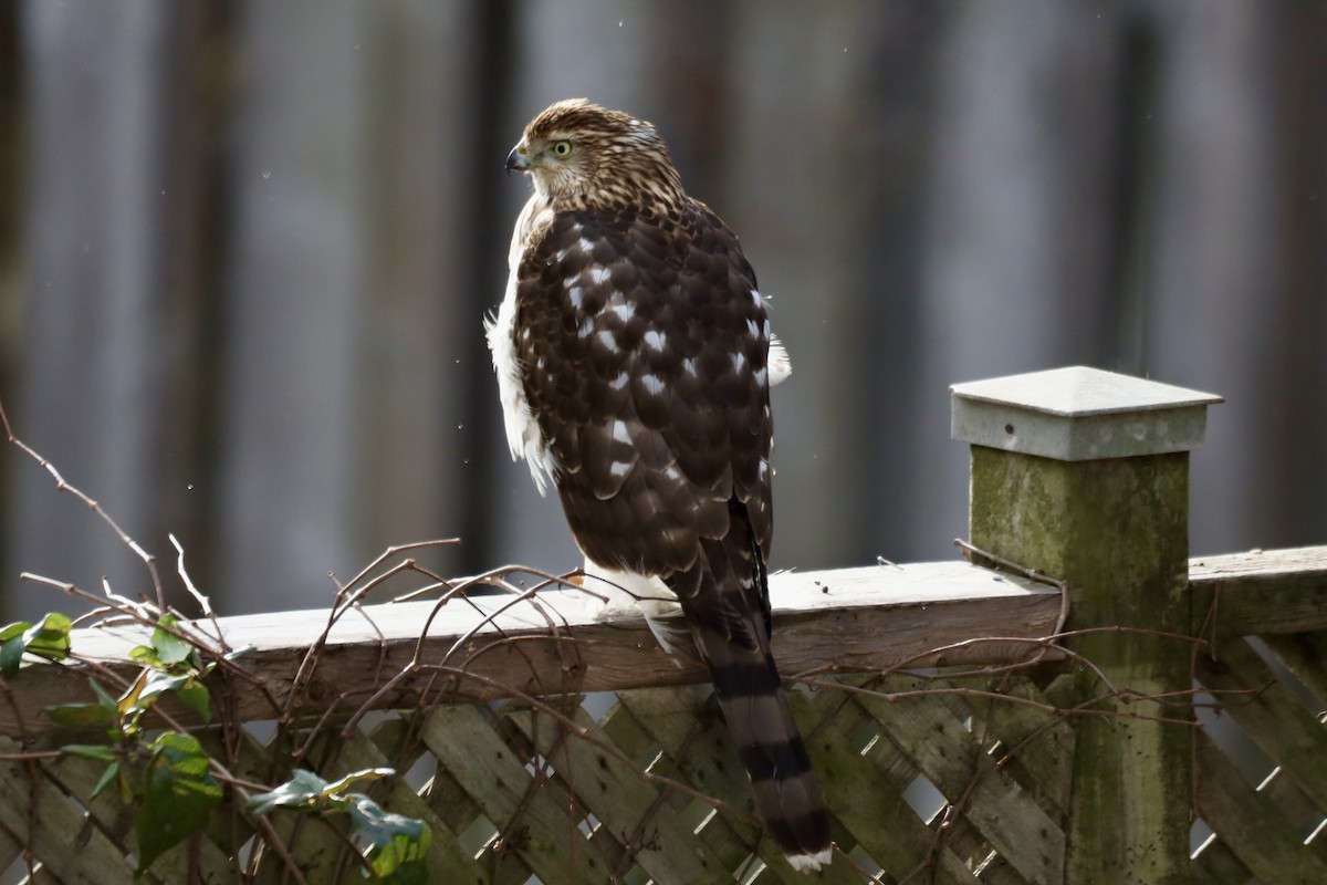 Cooper's Hawk - ML646468477