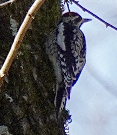 נקר צהוב-בטן - ML646468479