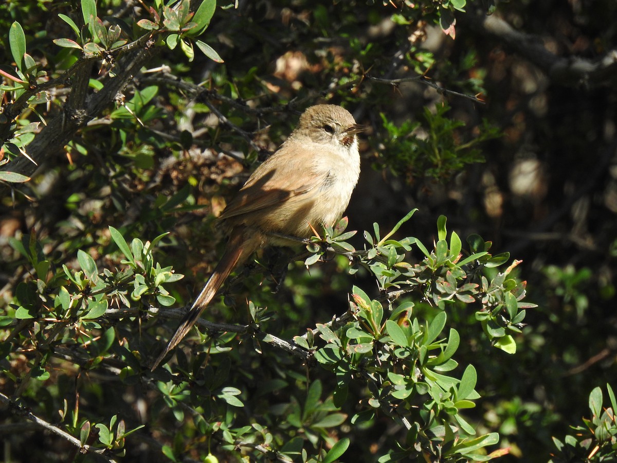 Sharp-billed Canastero - ML646468482