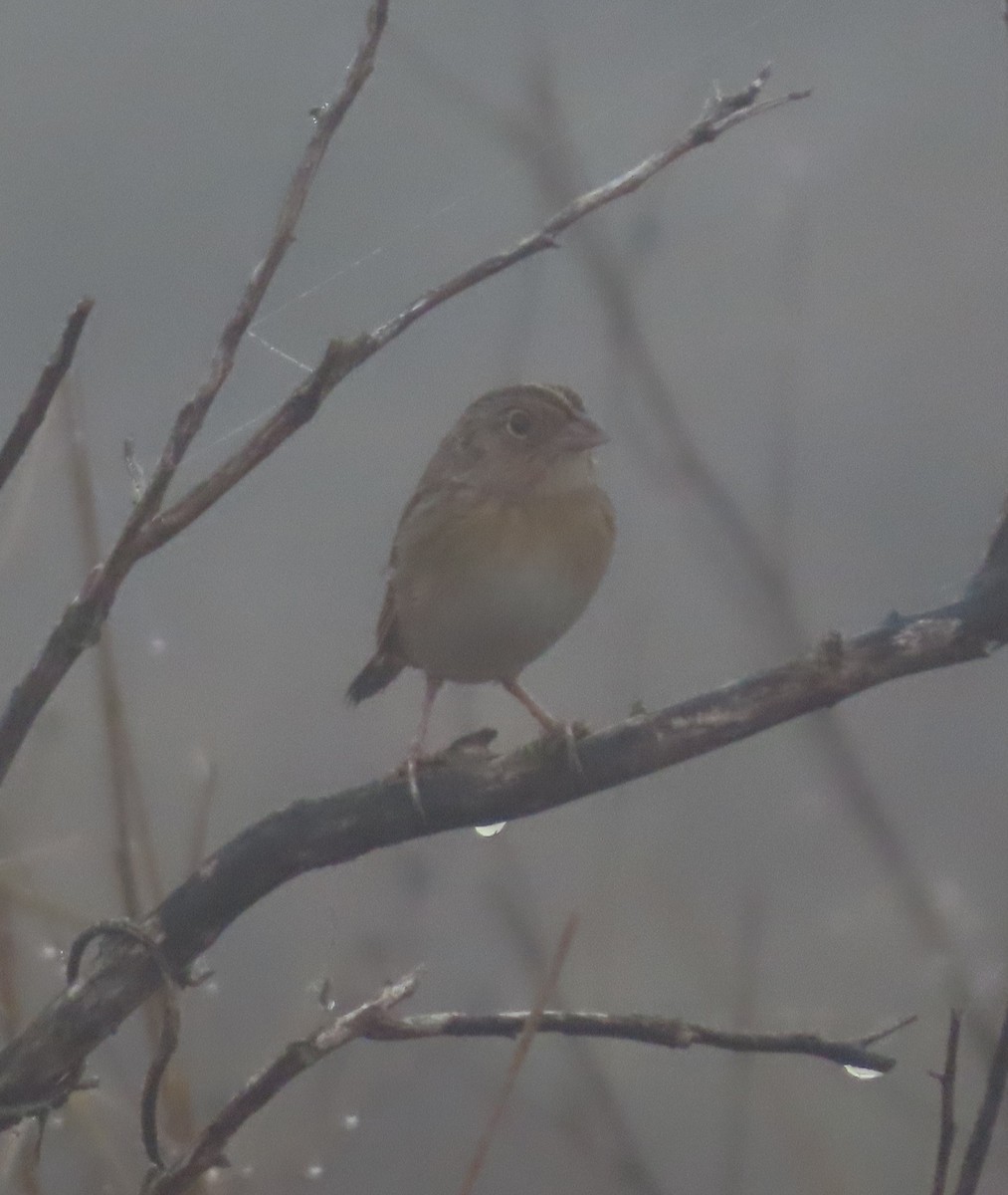 Grasshopper Sparrow - ML646468488