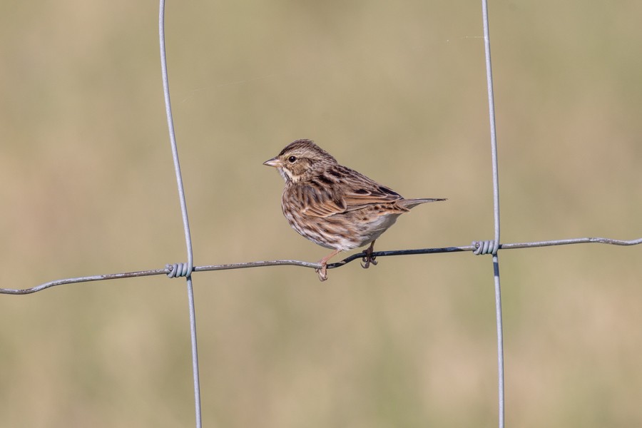 Chingolo Sabanero - ML646468491