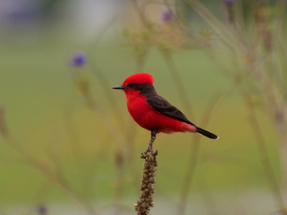 rubintyrann - ML646468492