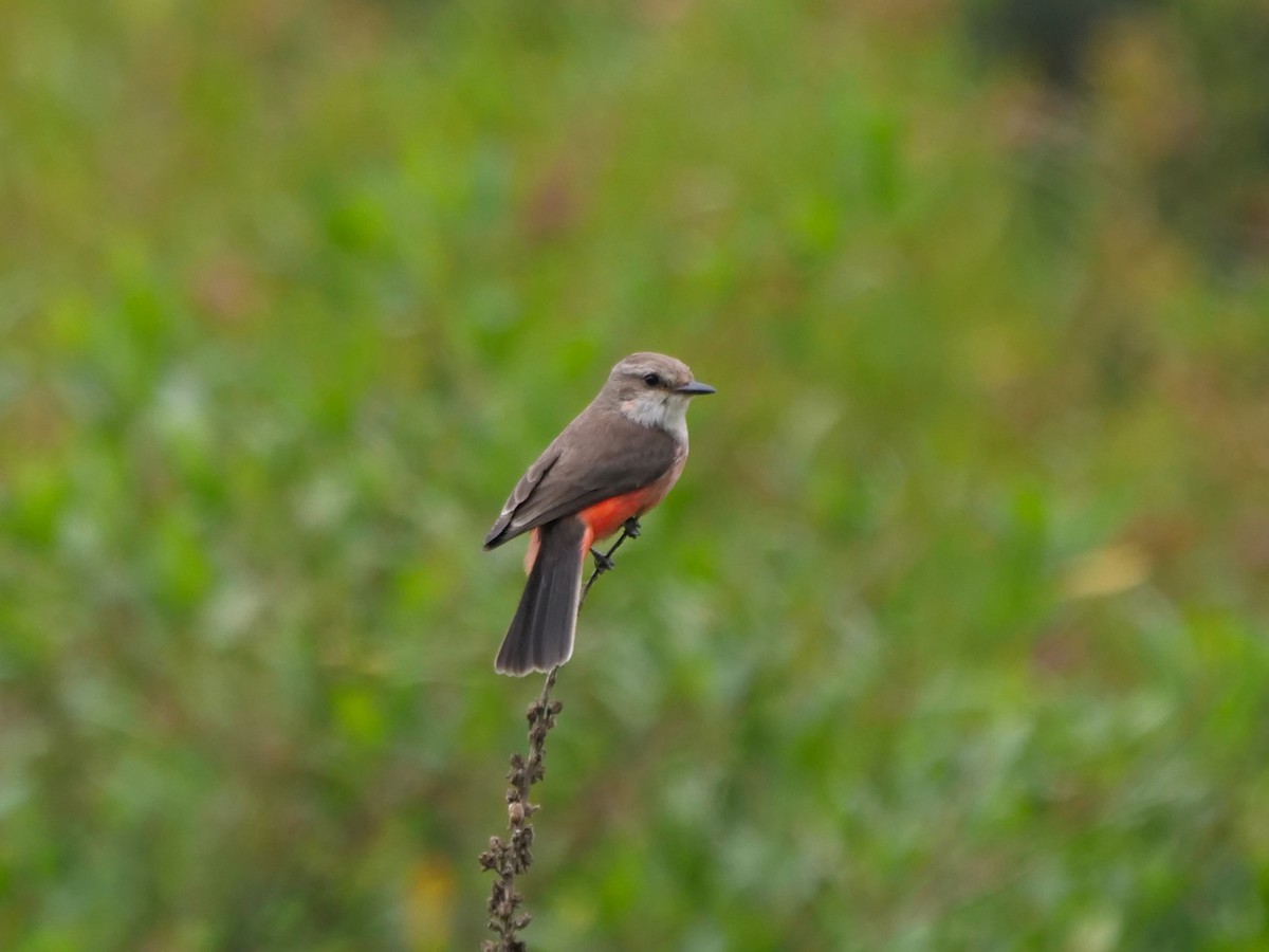 rubintyrann - ML646468493