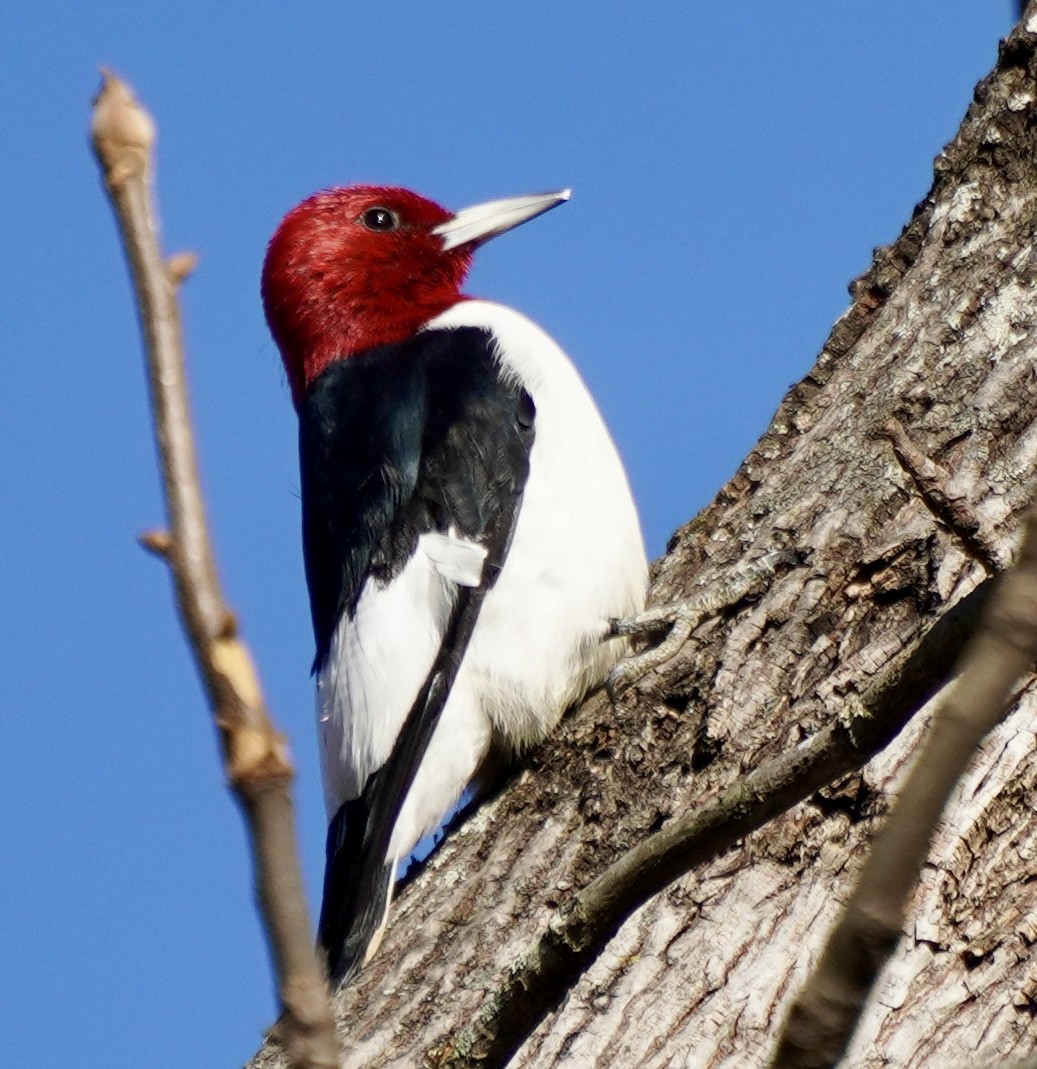 Red-headed Woodpecker - ML646468494