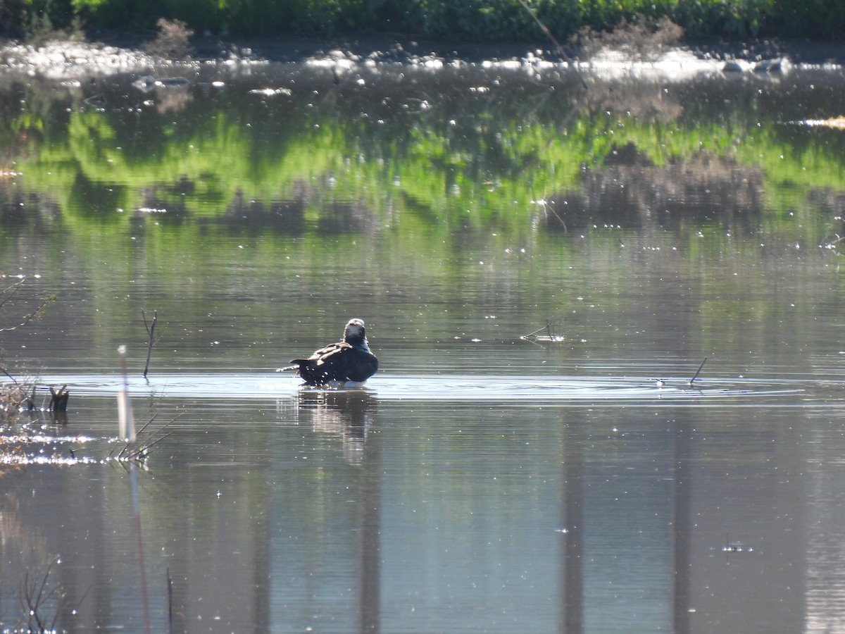 Osprey - ML646468497