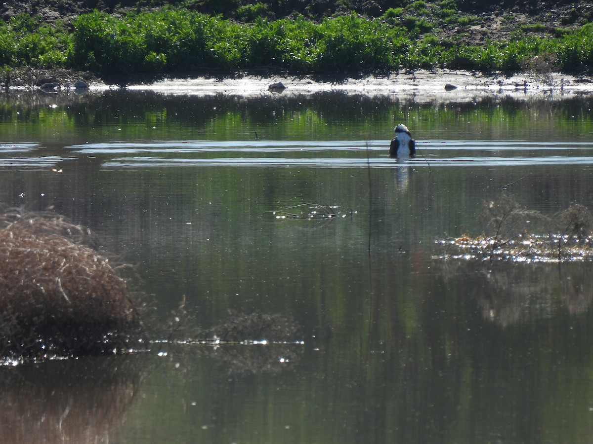 Osprey - ML646468498