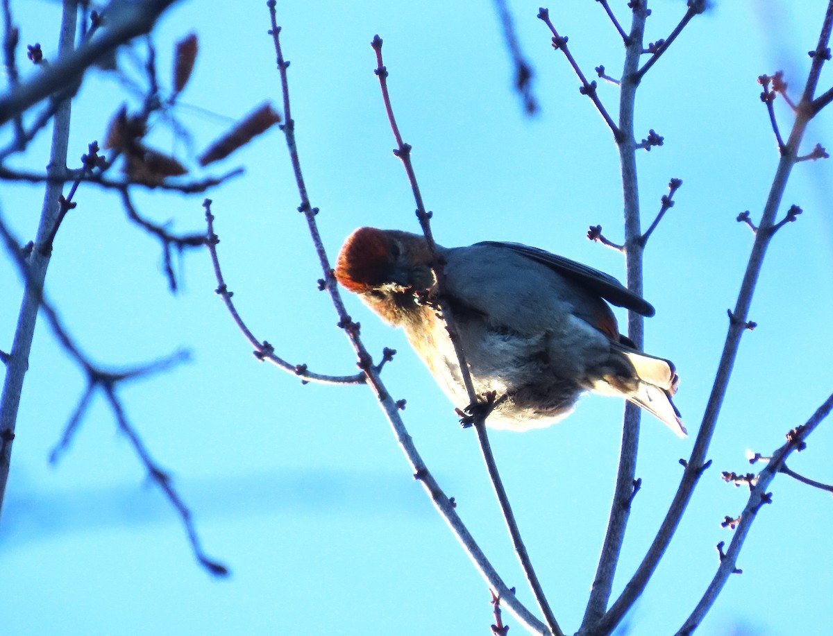 Pine Grosbeak - ML646468503