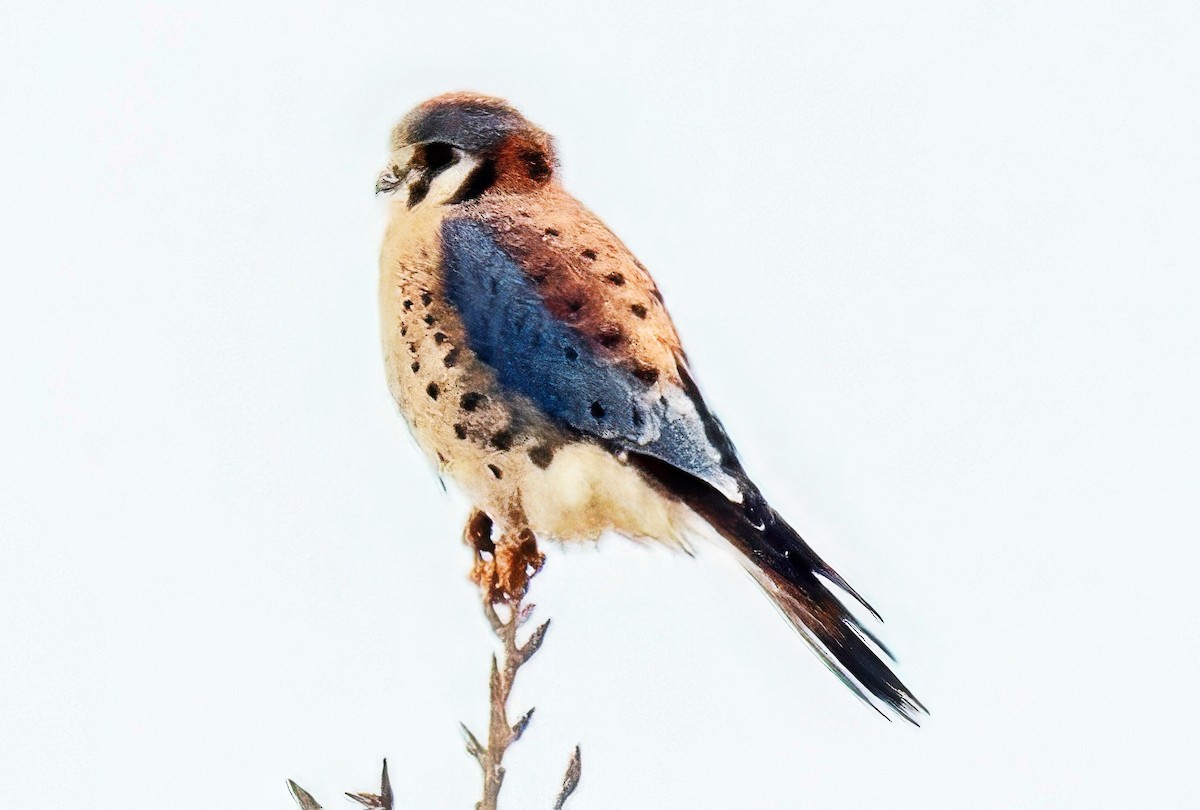 American Kestrel - ML646468505