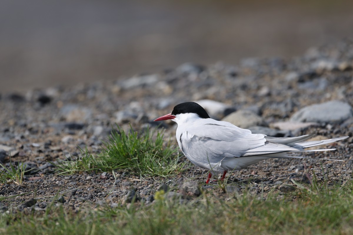 Arctic Tern - ML646468508