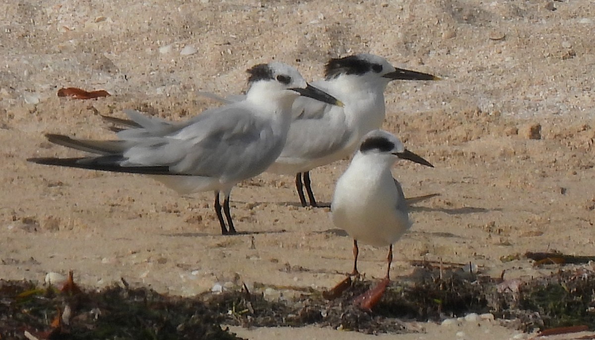 サンドイッチアジサシ - ML646468511