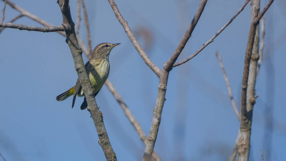 Palm Warbler - ML646468515