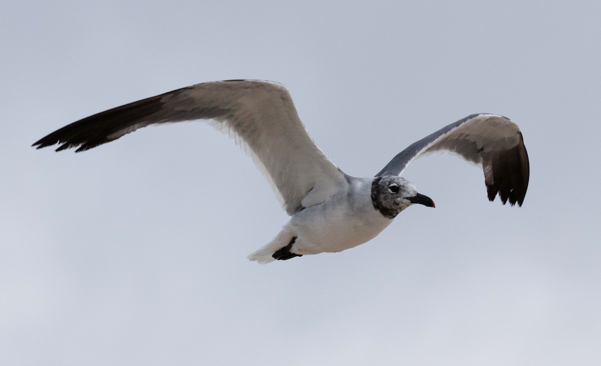 Laughing Gull - ML646468516