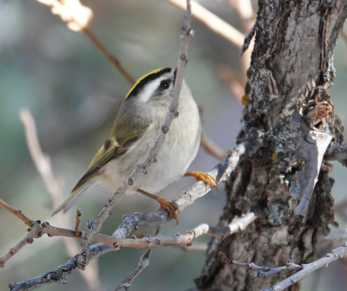 králíček zlatohlavý - ML646468520