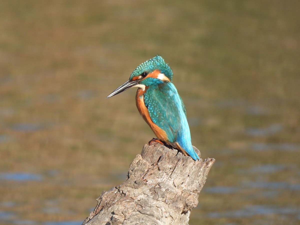 Common Kingfisher - ML646468526