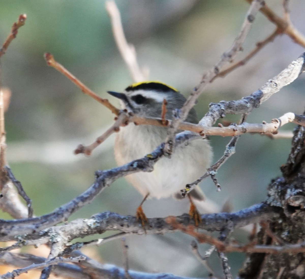 králíček zlatohlavý - ML646468528