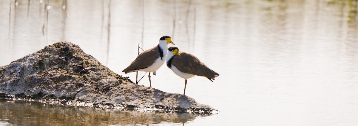 Avefría Militar - ML646468529