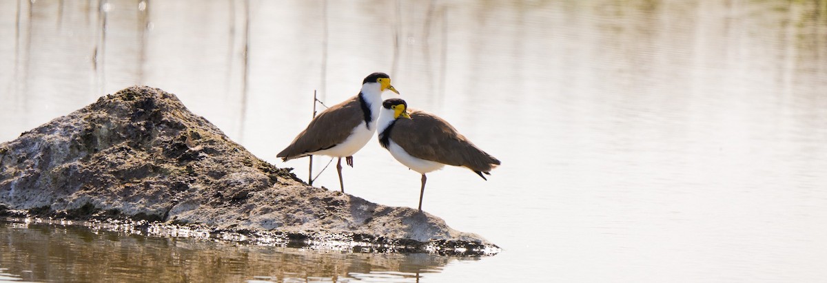 Avefría Militar - ML646468530