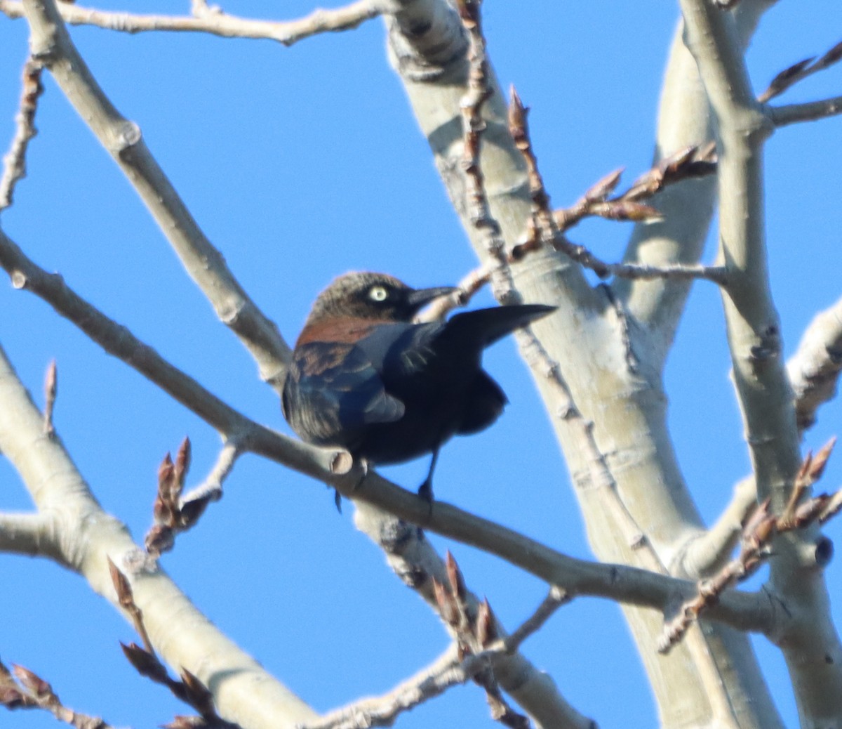 Rusty Blackbird - ML646468531