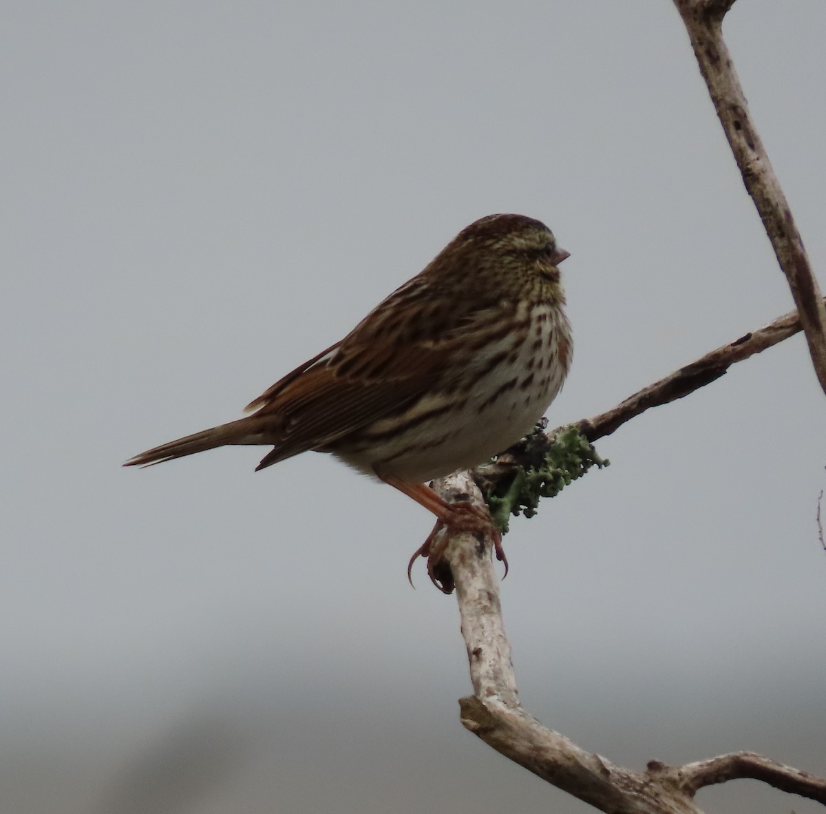 Savannah Sparrow - ML646468532