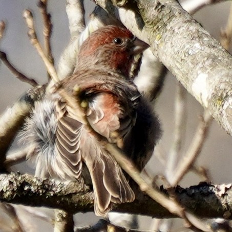 House Finch - ML646468534