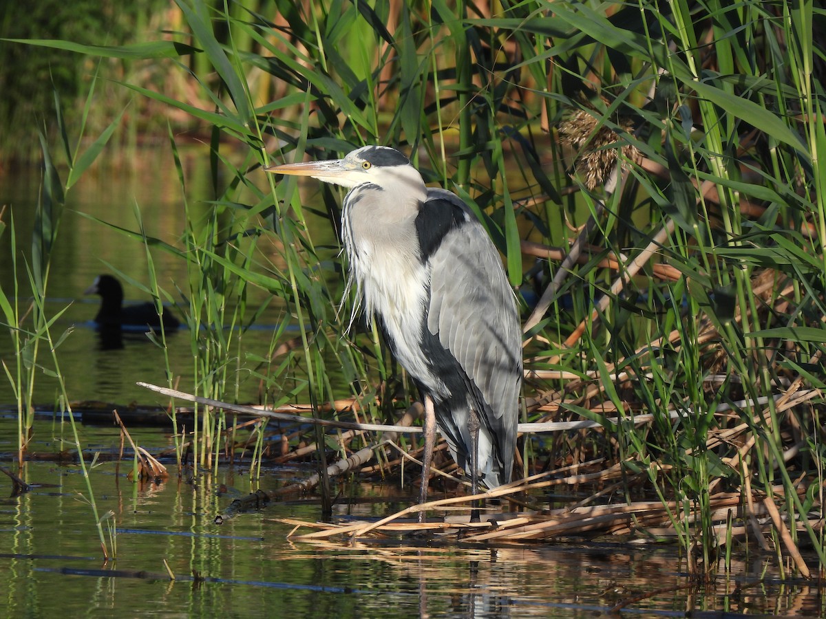 Gray Heron - ML646468540