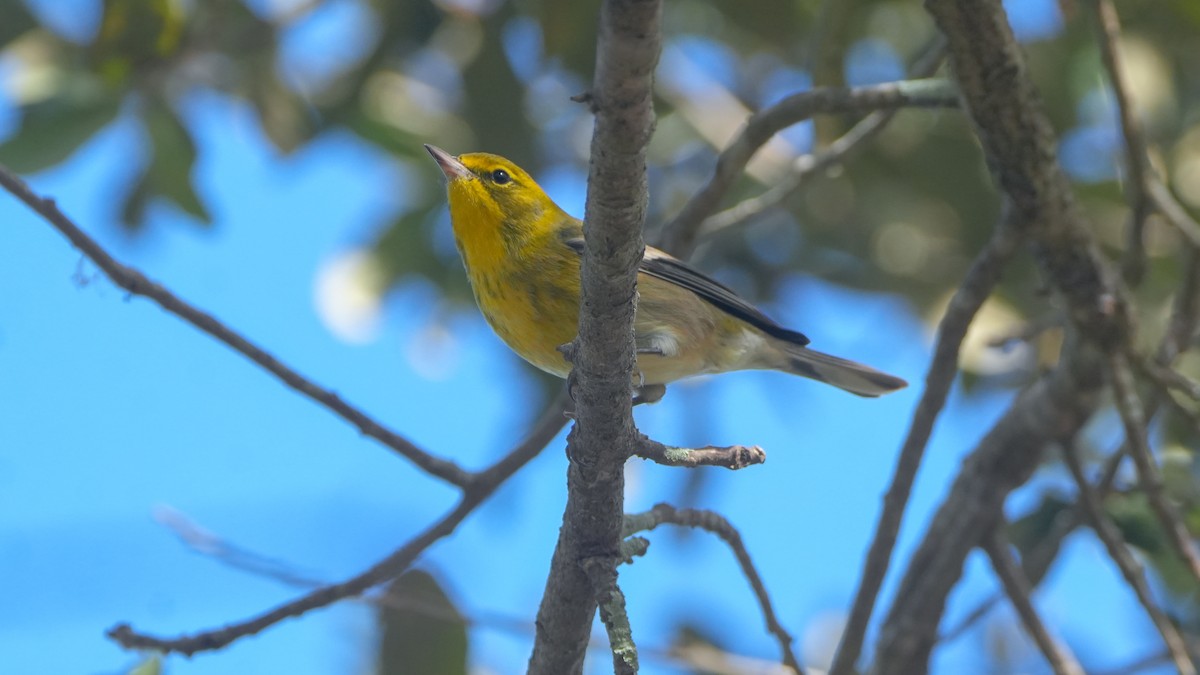 Pine Warbler - ML646468548