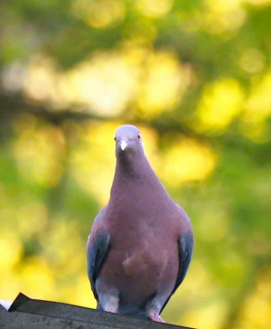 Sarı Gagalı Kızılca Güvercin - ML646468553