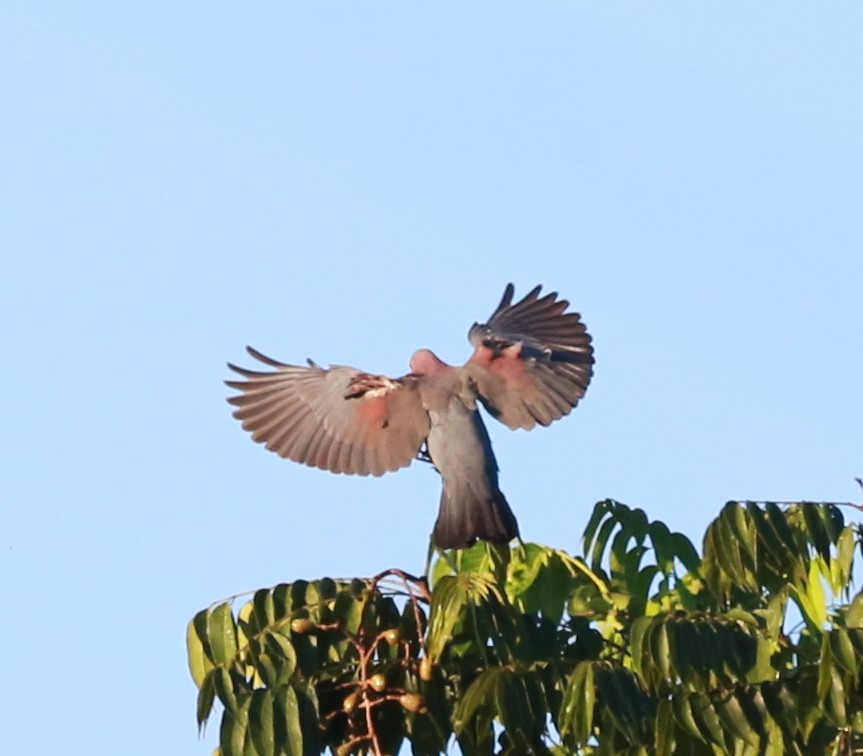 Sarı Gagalı Kızılca Güvercin - ML646468558