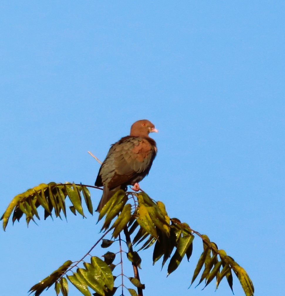 Sarı Gagalı Kızılca Güvercin - ML646468559