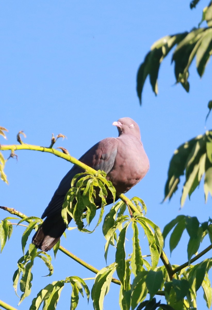 Sarı Gagalı Kızılca Güvercin - ML646468560