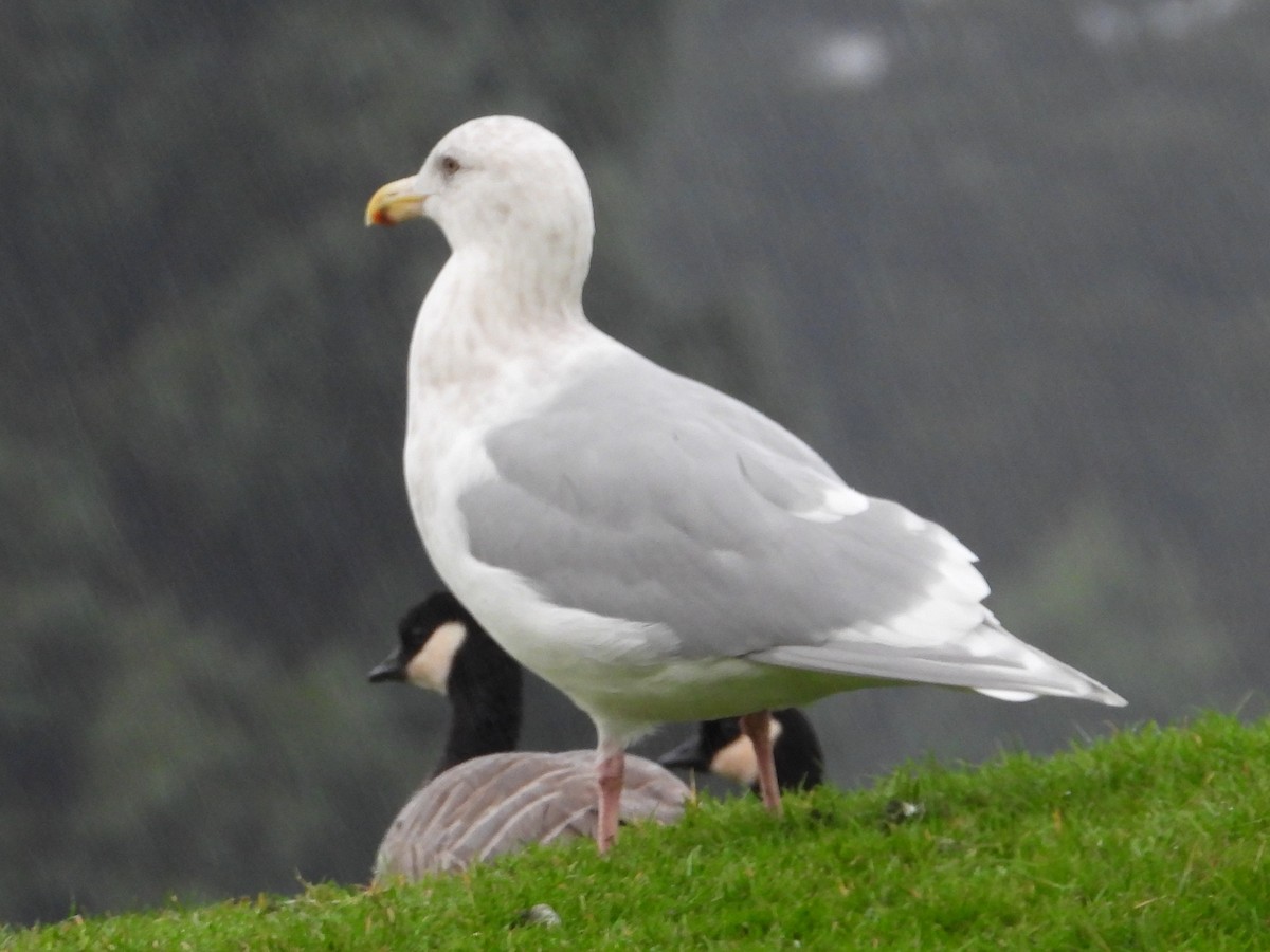 Glaucous-winged Gull - ML646468561