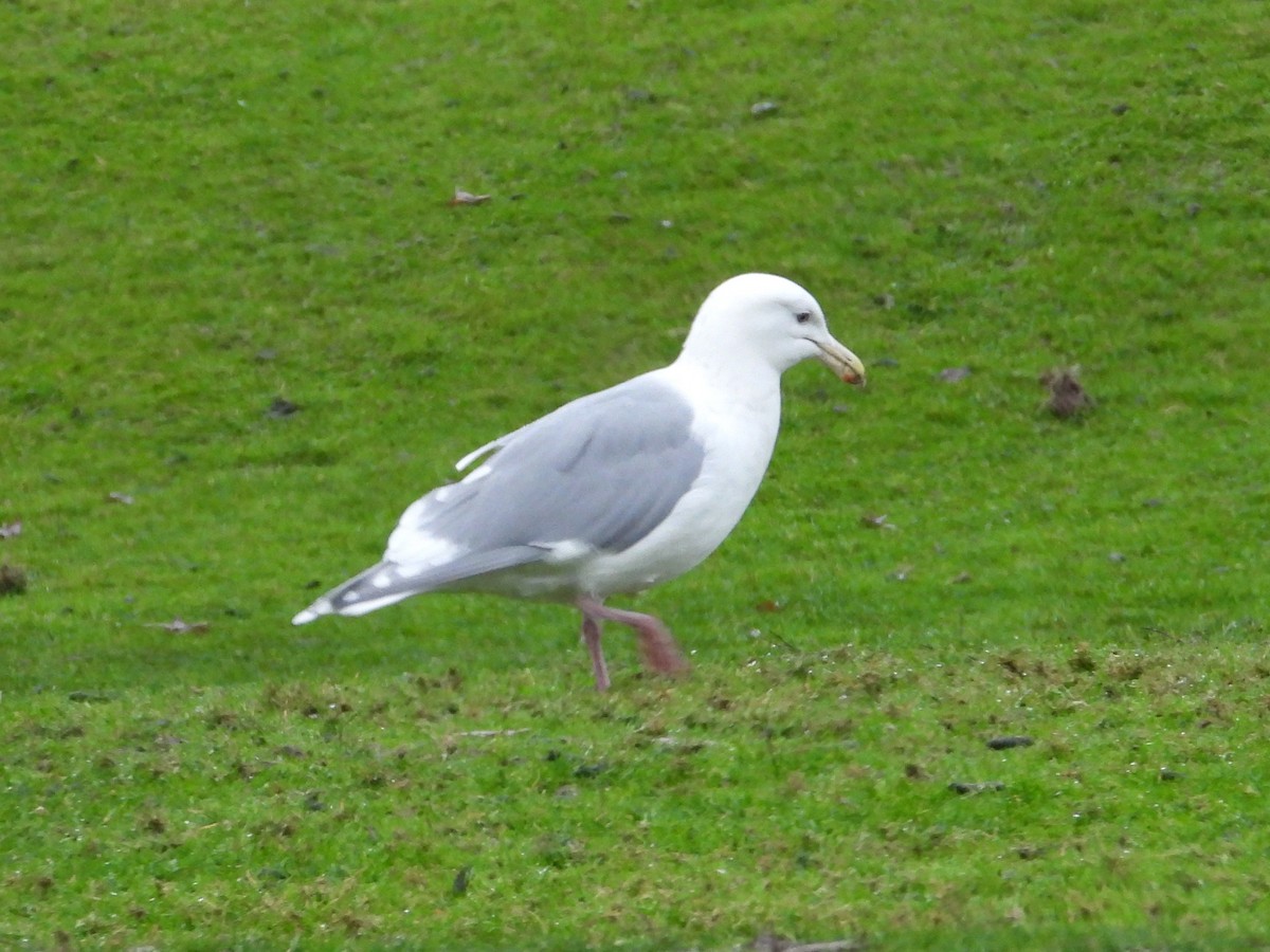 Glaucous-winged Gull - ML646468562