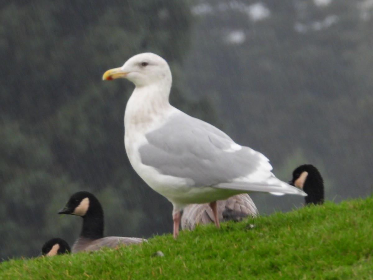 Glaucous-winged Gull - ML646468563