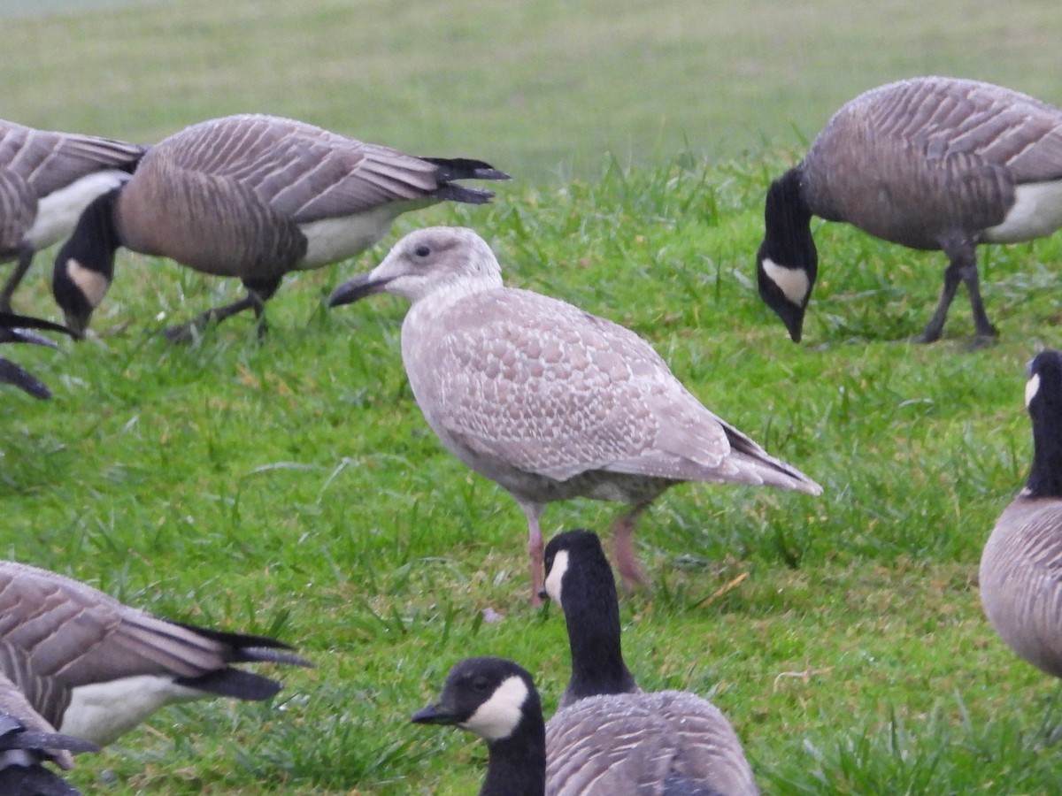 Glaucous-winged Gull - ML646468564