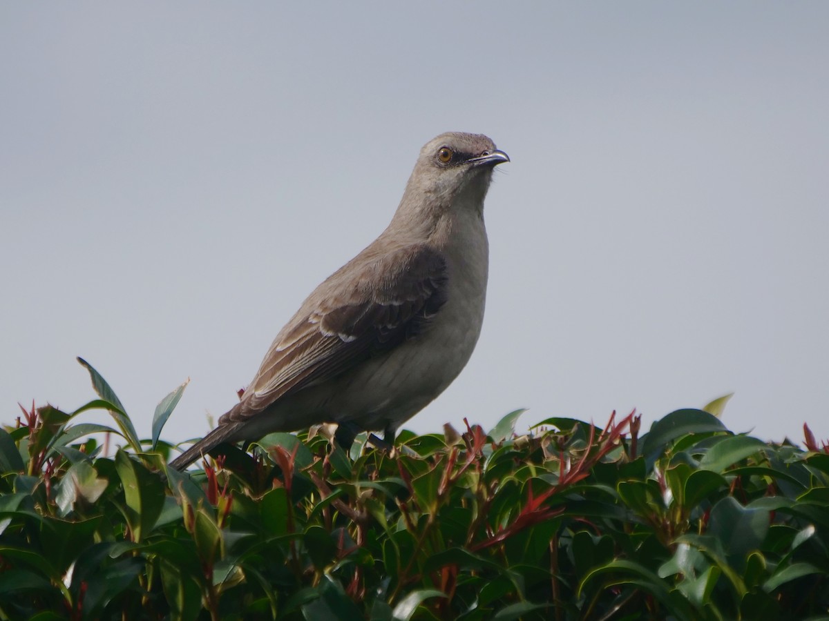 tropespottefugl - ML646468567