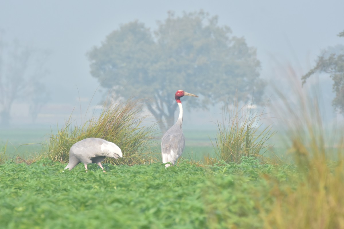Sarus Crane - ML646468569