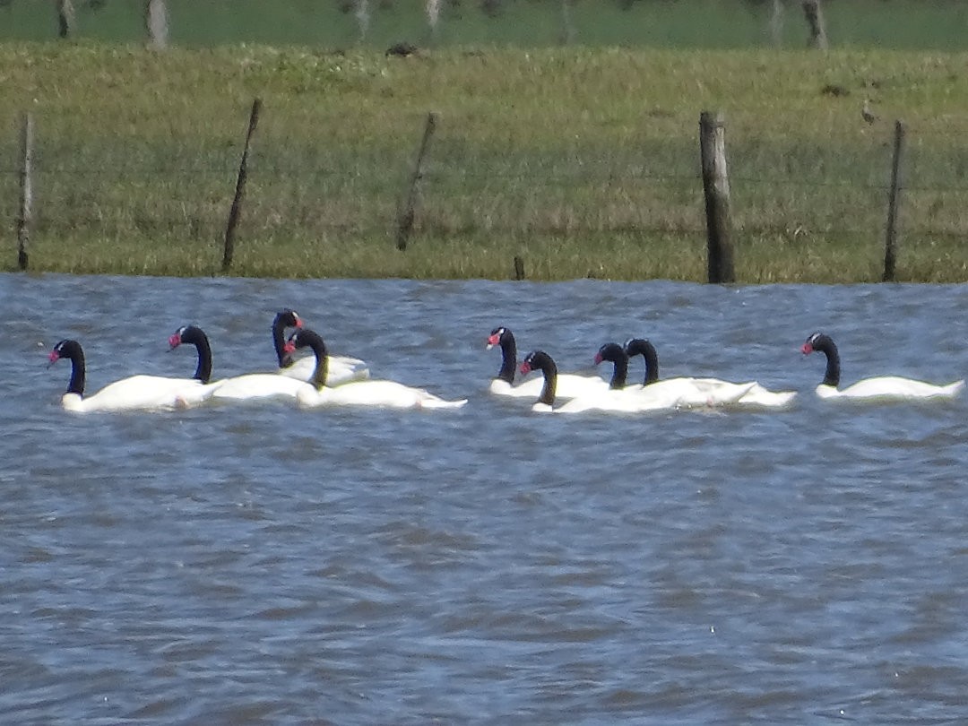 クロエリハクチョウ - ML646468570