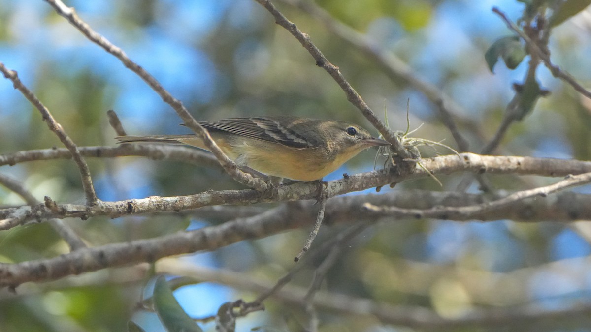 Pine Warbler - ML646468571