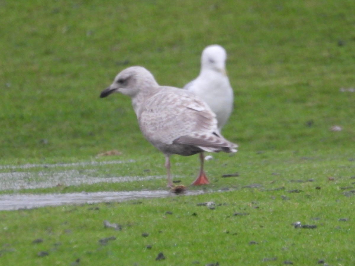 American Herring x Glaucous-winged Gull (hybrid) - ML646468584