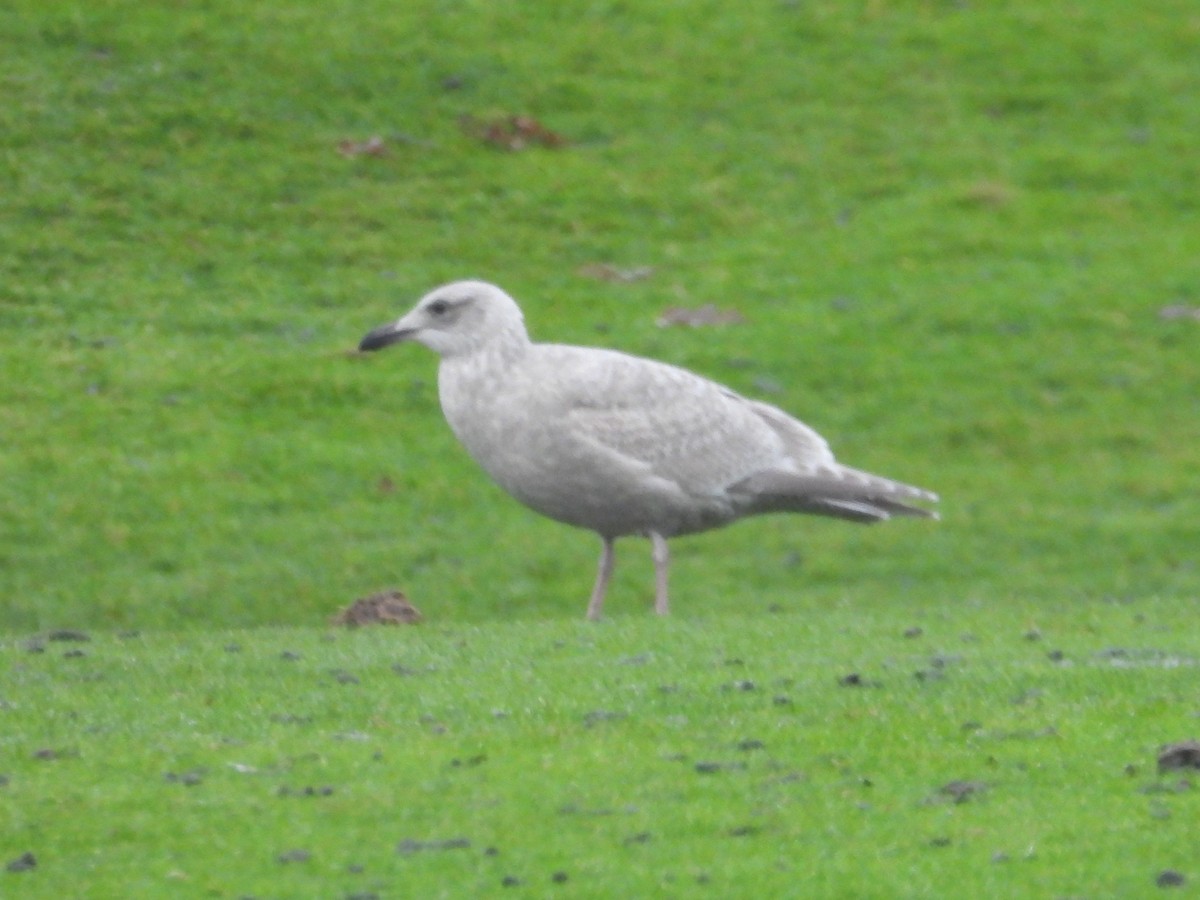 American Herring x Glaucous-winged Gull (hybrid) - ML646468585